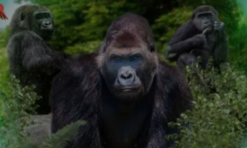 Week 6 Term 5, Year 2 Learning